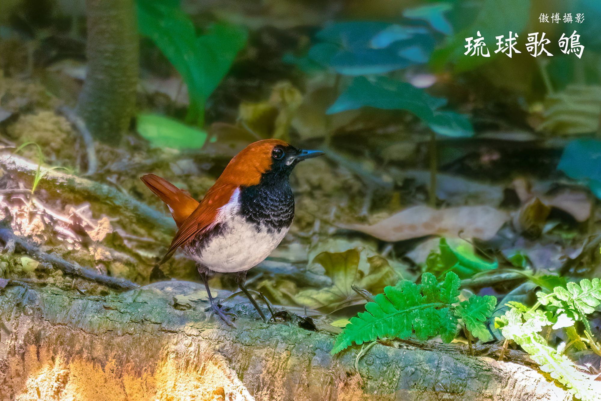 [ 攝影熱點 ] 新北市野柳地質公園