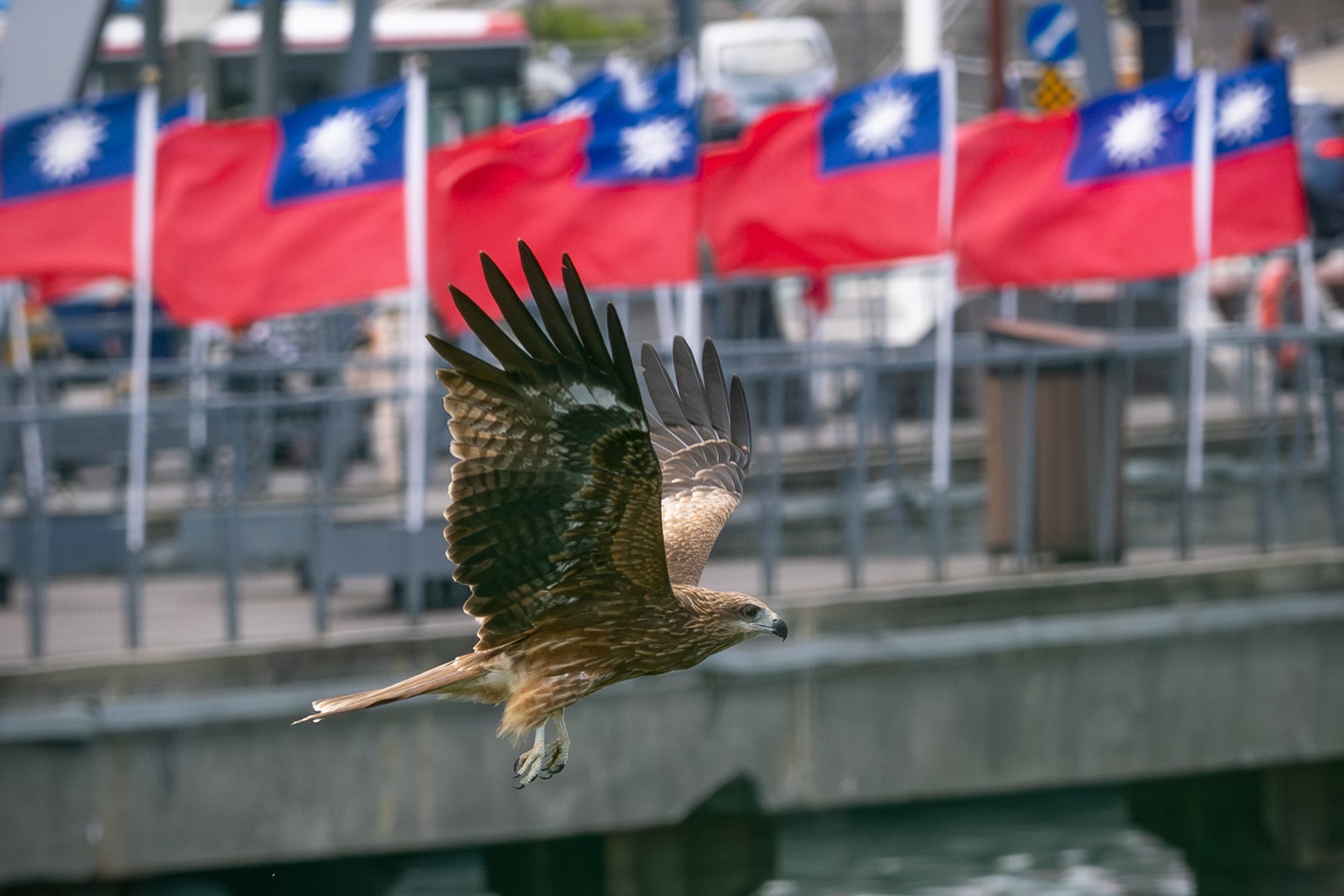 [ 攝影熱點 ] 基隆港 黑鳶 攝影