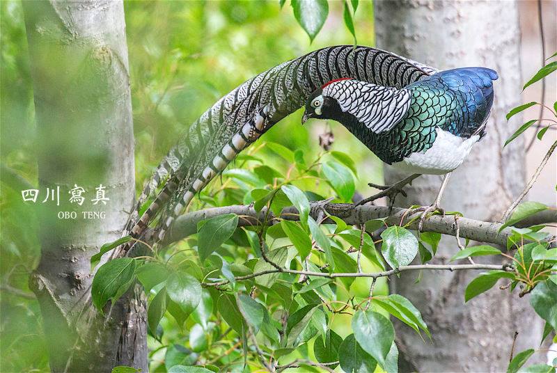 [ Photo Tour ]  Pheasant in China and Taiwan