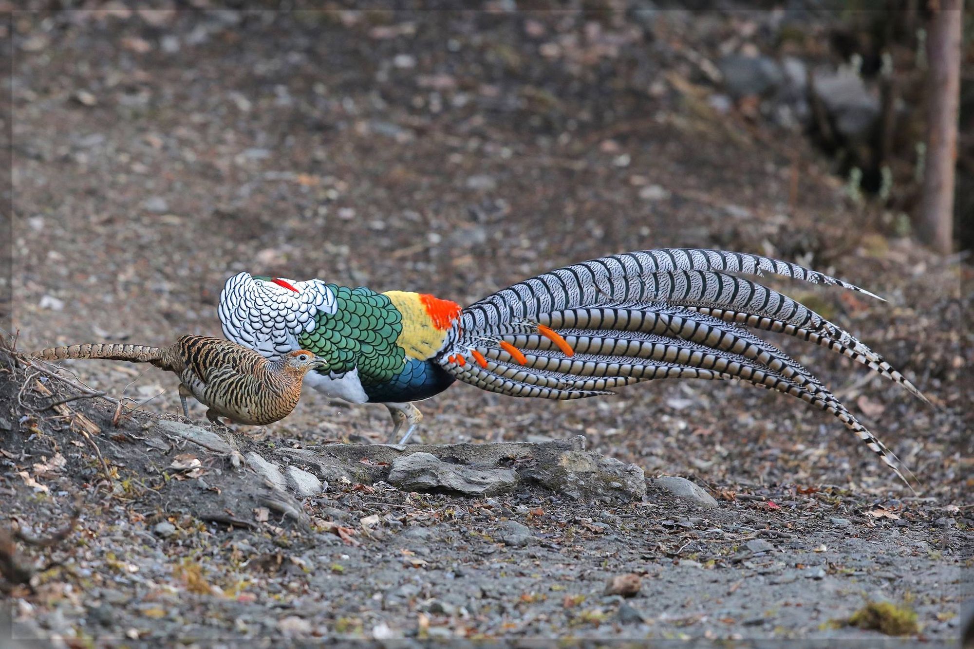 [ Photo Tour ]  Pheasant tour in China - Chapter 1