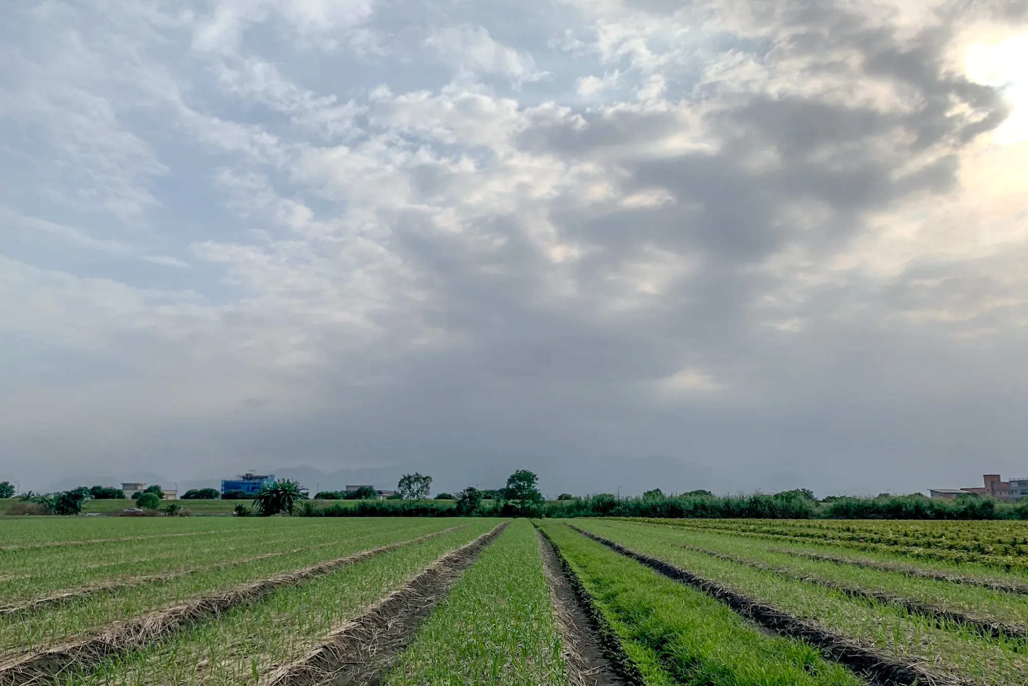 [ 鳥點GPS ] 宜蘭蘭陽溪口