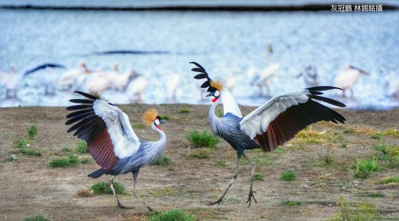 [ 鳥類攝影 2024 ]  狂野的肯亞探險